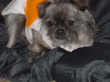 About Us | Shasta Lake Veterinary