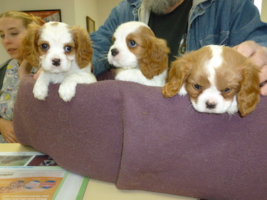 About Us | Shasta Lake Veterinary