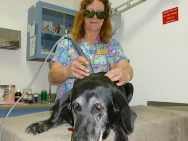 Laser Treatment | Shasta Lake Veterinary