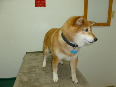 Our Staff | Shasta Lake Veterinary