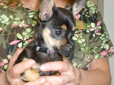 Our Staff | Shasta Lake Veterinary