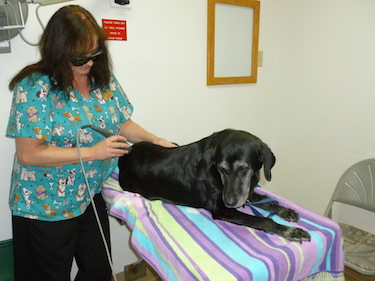 Services | Shasta Lake Veterinary