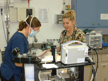 Services | Shasta Lake Veterinary