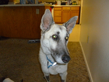 Web Links | Shasta Lake Veterinary