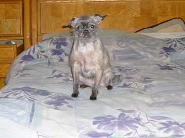 Web Links | Shasta Lake Veterinary